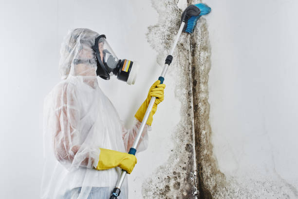 Mold Removal Process in Memphis, FL