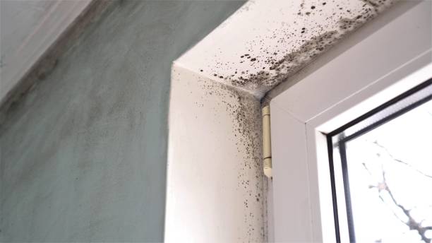 Best Mold Removal Specialists  in Memphis, FL