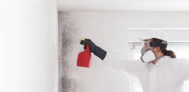 Certified Mold Removal in Memphis, FL