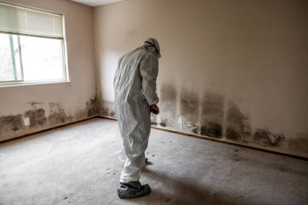 Best Toxic Mold Removal  in Memphis, FL