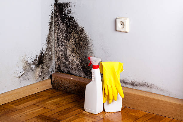 Mold Testing and Removal in Memphis, FL