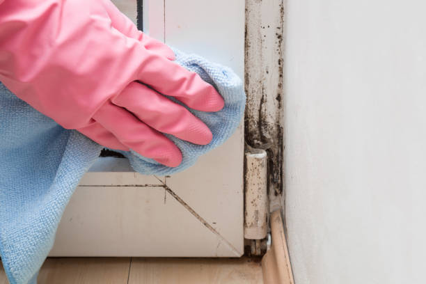 Best Professional Mold Removal  in Memphis, FL