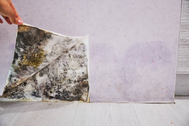Best Affordable Mold Removal  in Memphis, FL